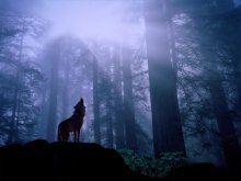 howling wolf in the mist.jpg
